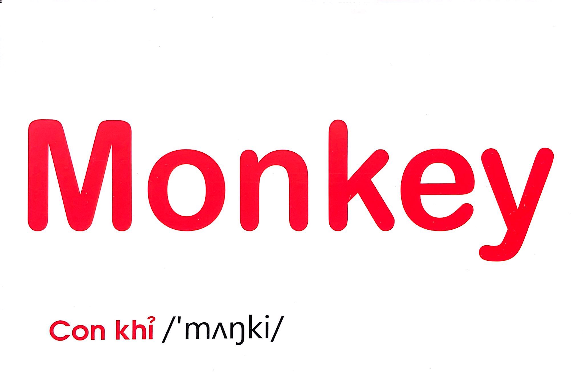 flash card tiếng anh - wild animals (động vật hoang dã) (tái bản 2023) - Ảnh 4