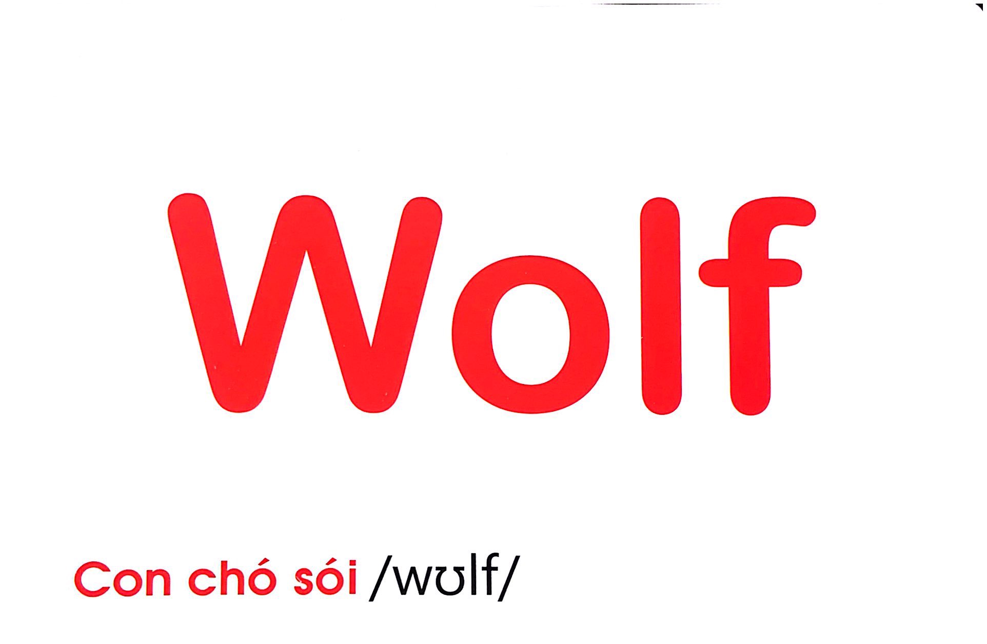 flash card tiếng anh - wild animals (động vật hoang dã) (tái bản 2023) - Ảnh 6