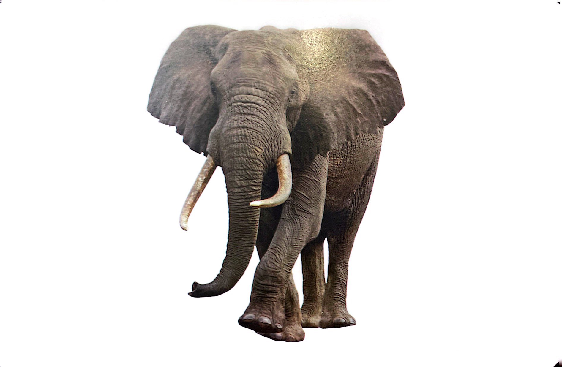 flash card tiếng anh - wild animals (động vật hoang dã) (tái bản 2023) - Ảnh 7