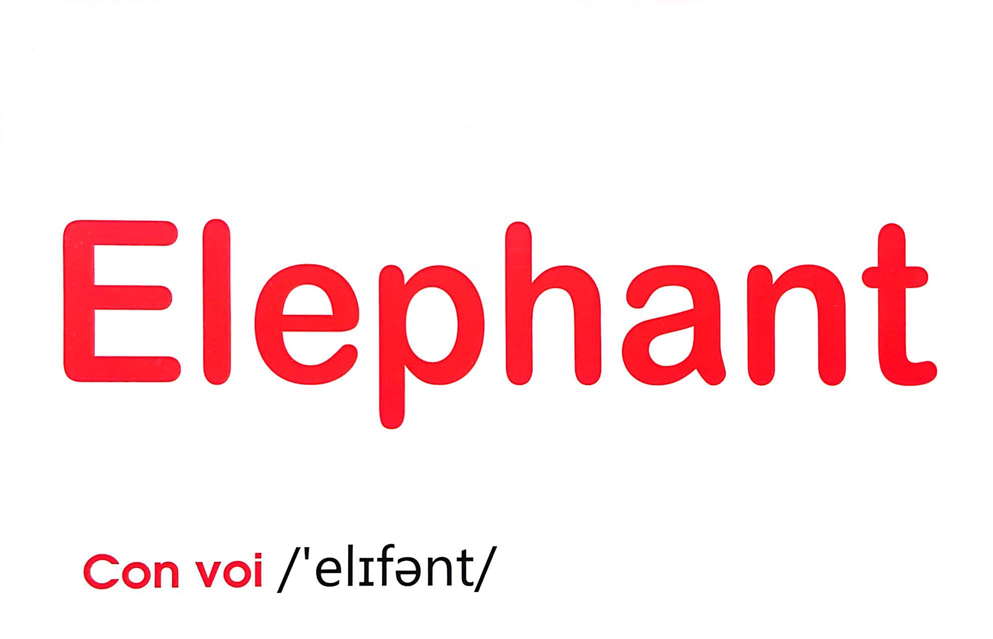 flash card tiếng anh - wild animals (động vật hoang dã) (tái bản 2023) - Ảnh 8