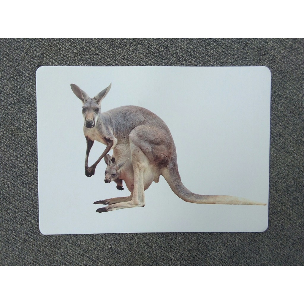 flashcard dạy trẻ theo phương pháp glenn doman - động vật hoang dã - Ảnh 2