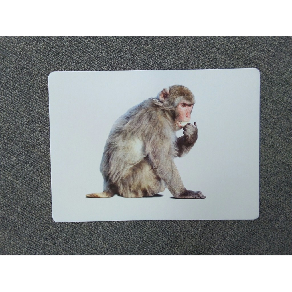 flashcard dạy trẻ theo phương pháp glenn doman - động vật hoang dã - Ảnh 4