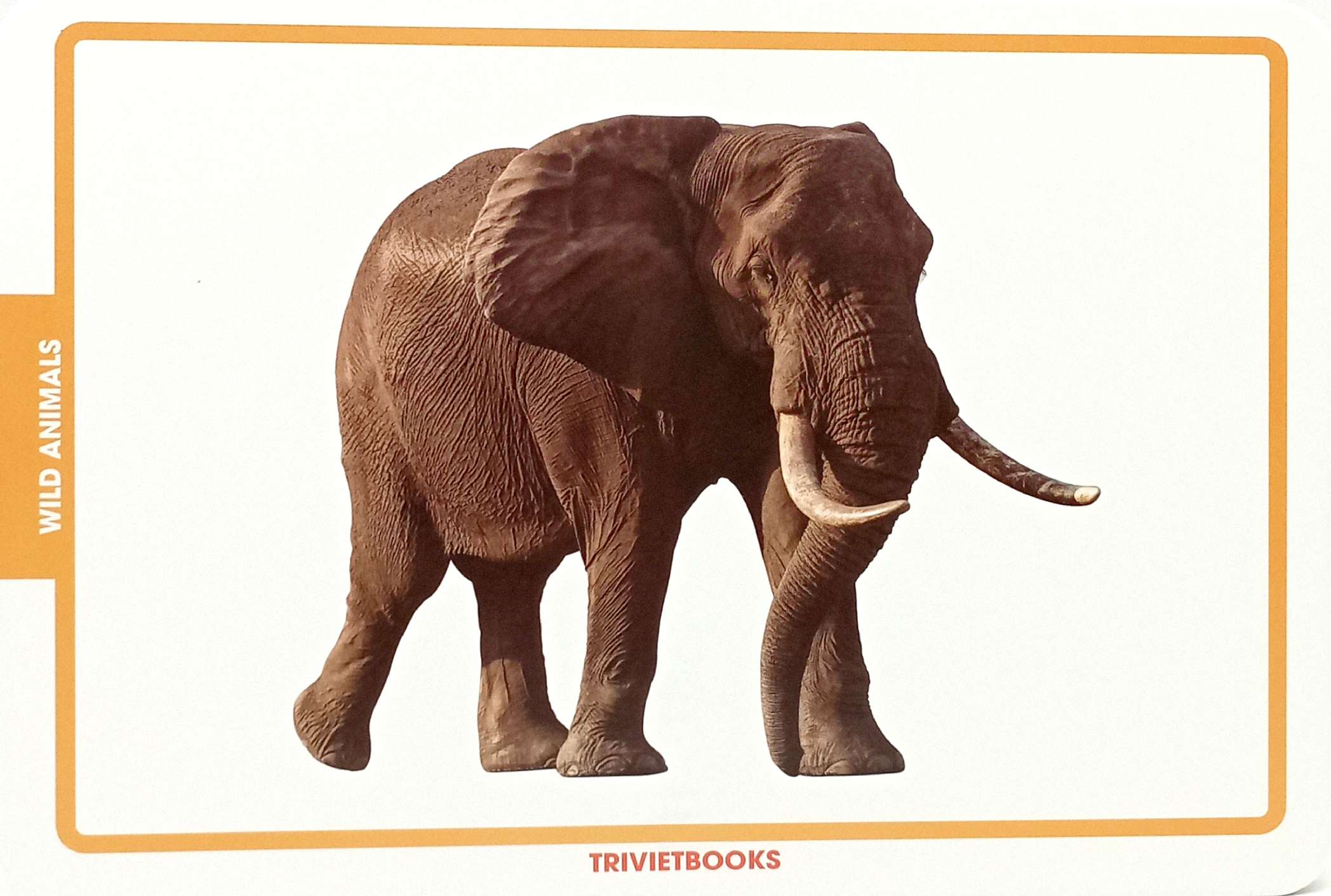 flashcard động vật hoang dã - wild animals - Ảnh 4