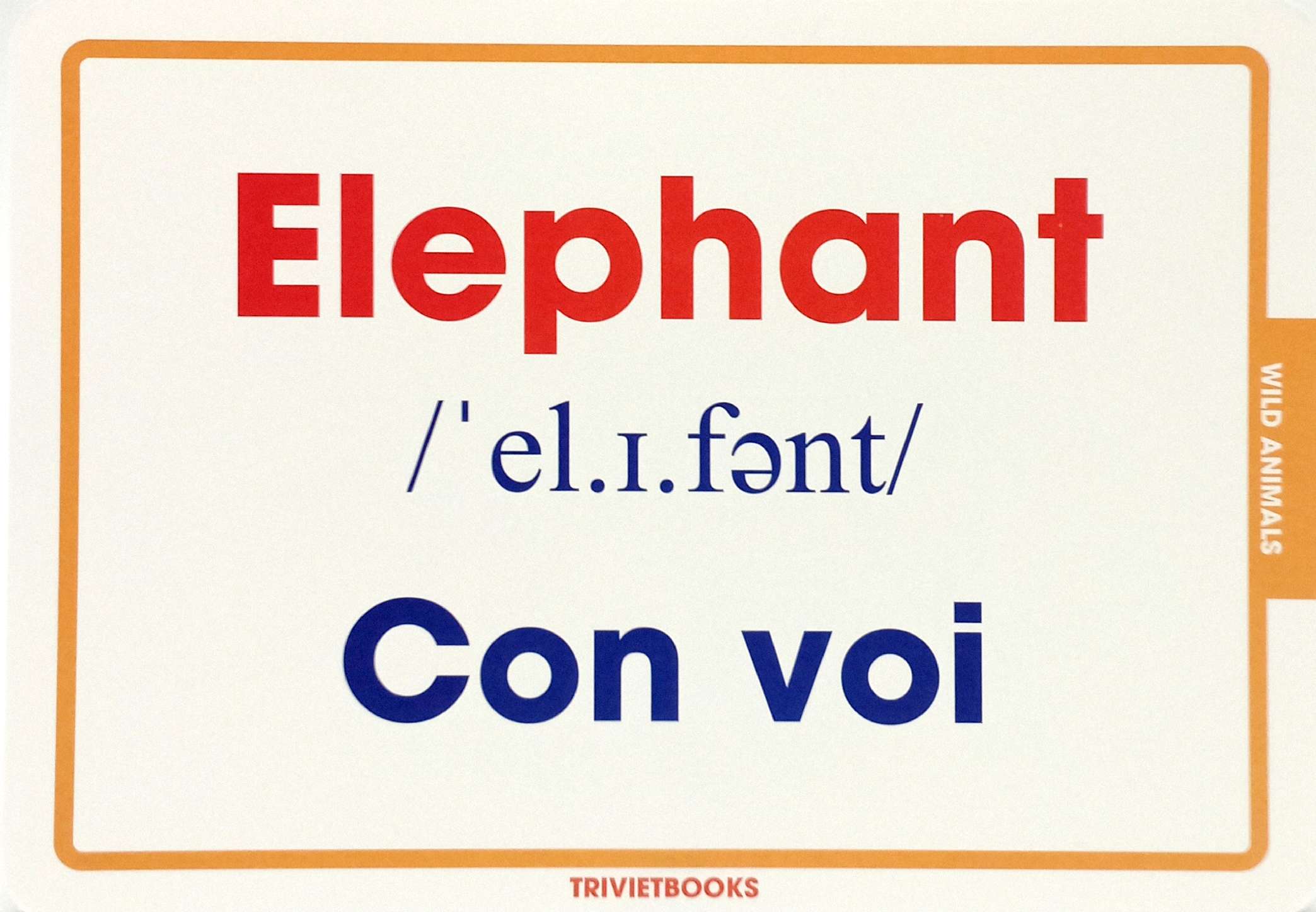 flashcard động vật hoang dã - wild animals - Ảnh 5