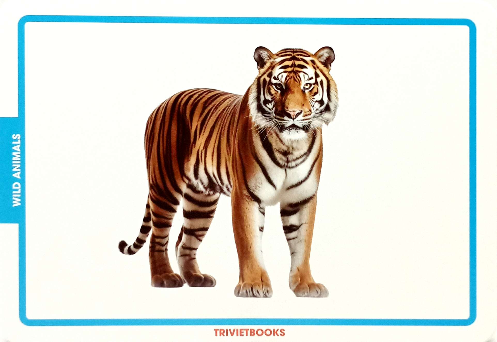 flashcard động vật hoang dã - wild animals - Ảnh 6