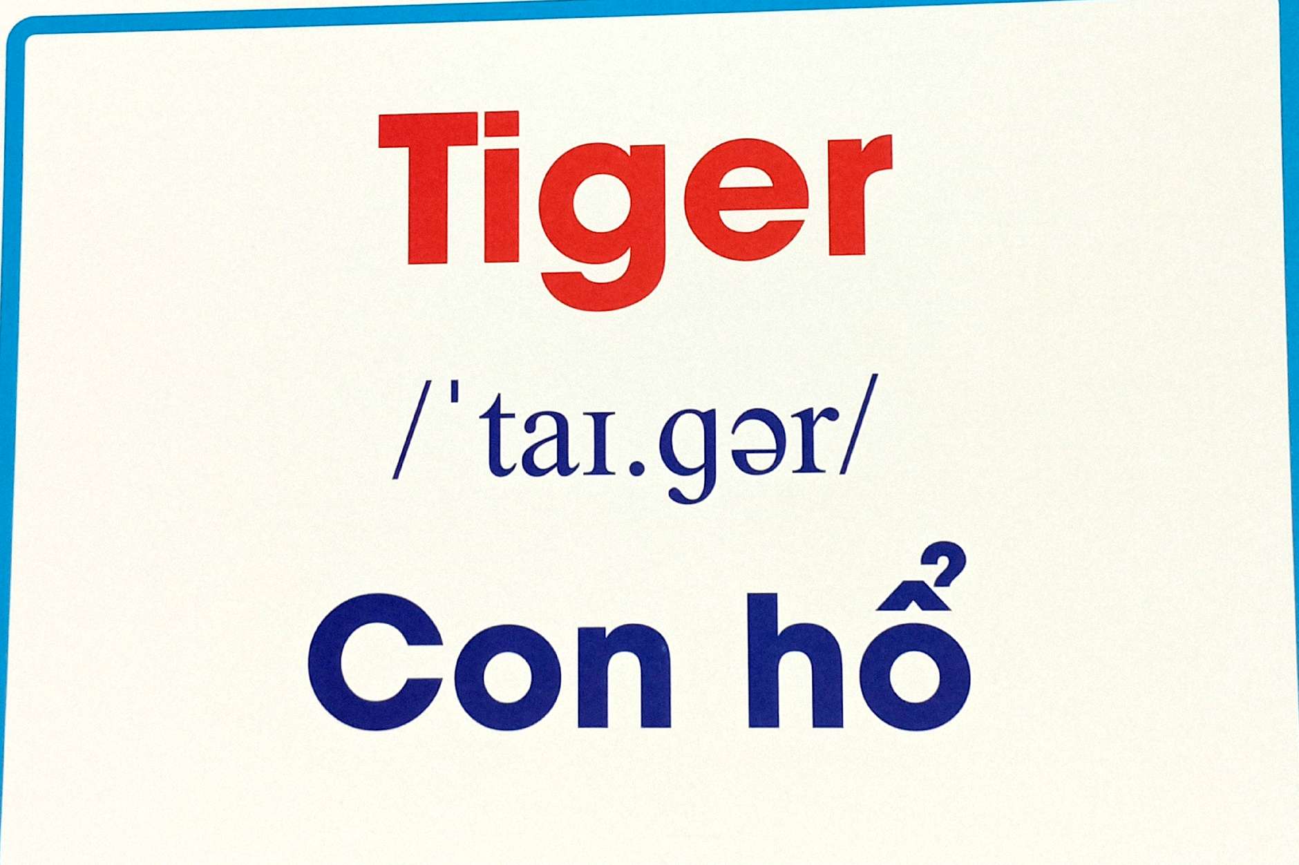 flashcard động vật hoang dã - wild animals - Ảnh 7