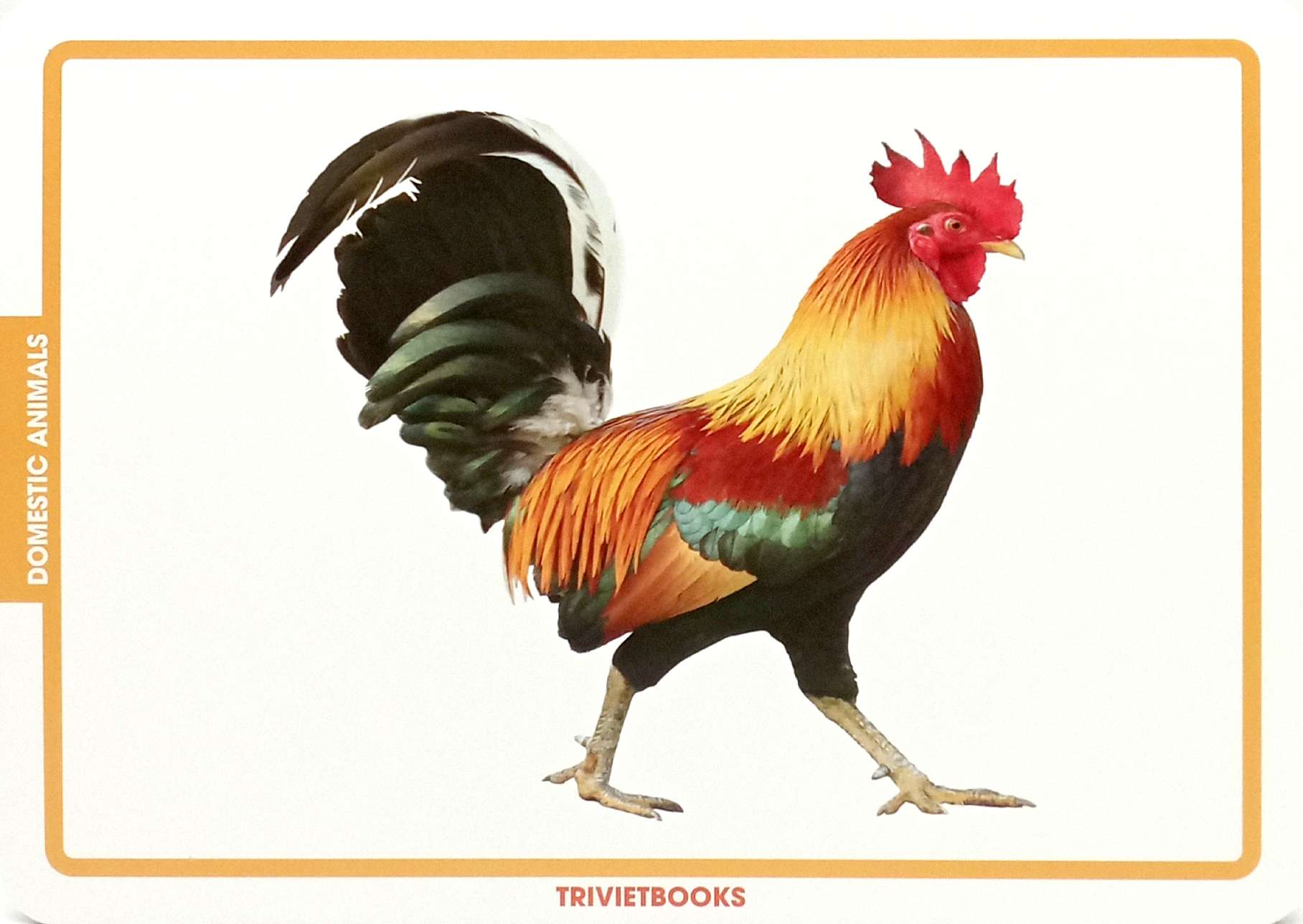 flashcard động vật nuôi - domestic animals - Ảnh 3