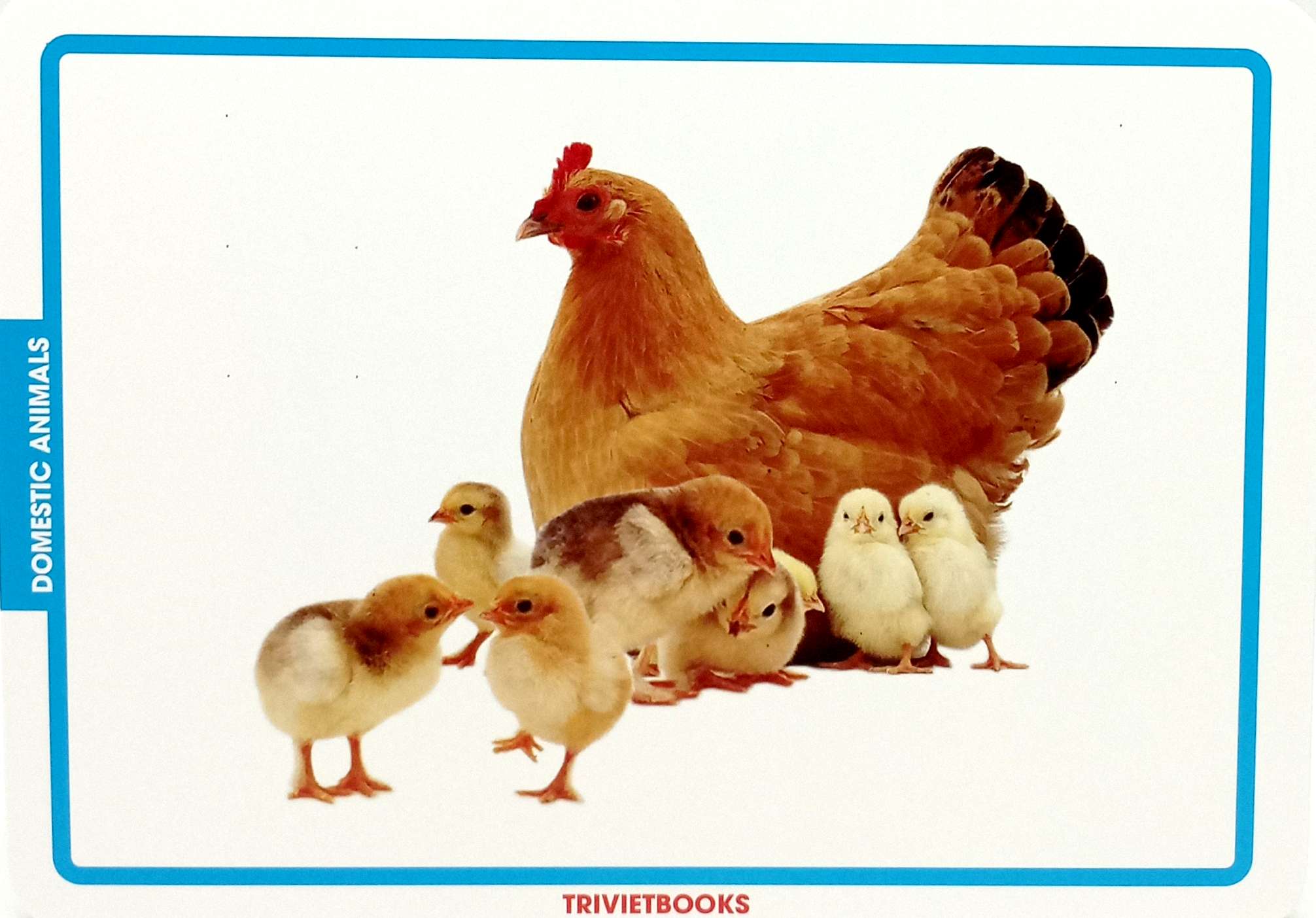 flashcard động vật nuôi - domestic animals - Ảnh 5
