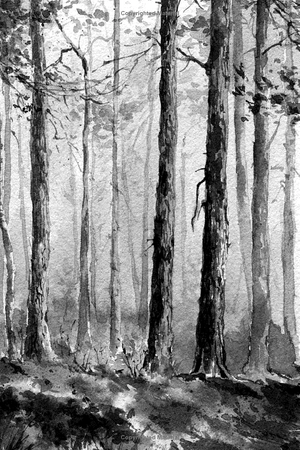 forest bathing: the rejuvenating practice of shinrin yoku - Ảnh 11