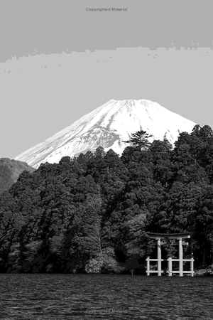 forest bathing: the rejuvenating practice of shinrin yoku - Ảnh 7