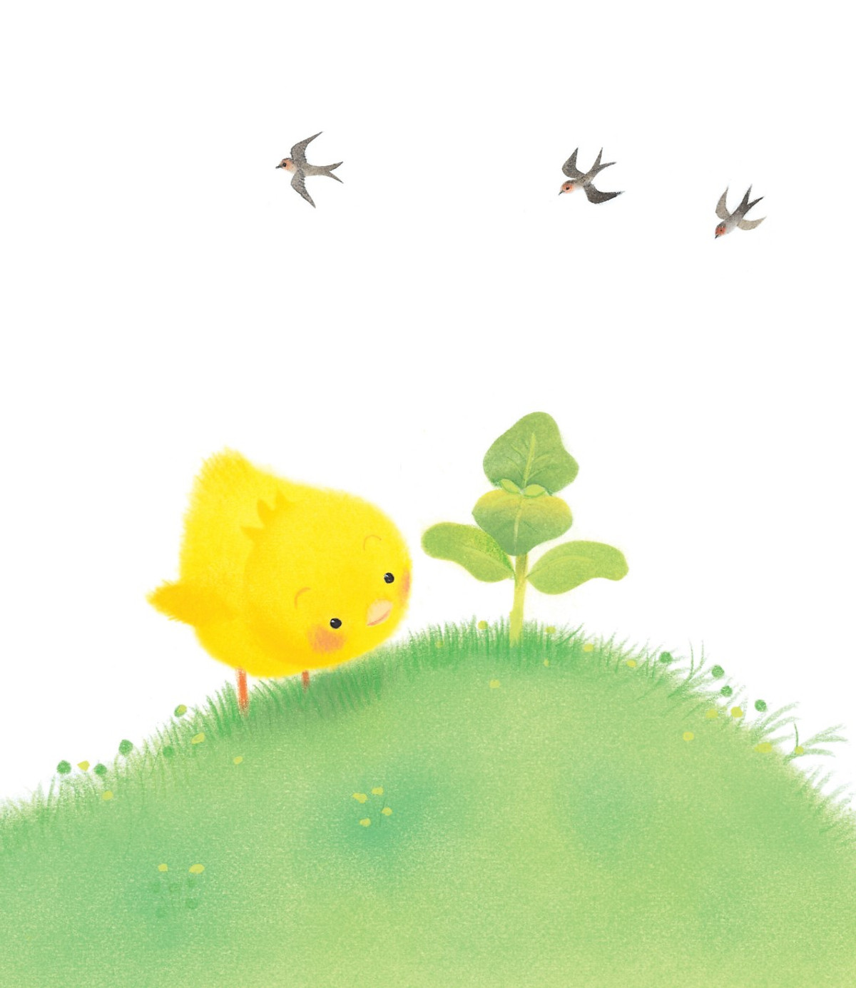 gà con và hoa hướng dương - Ảnh 10