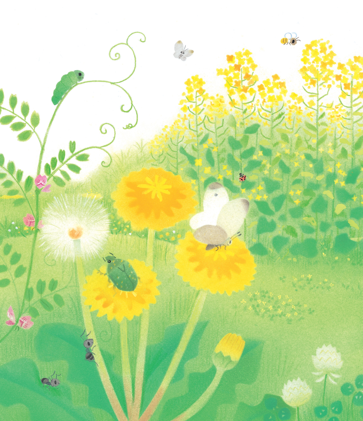 gà con và hoa hướng dương - Ảnh 3