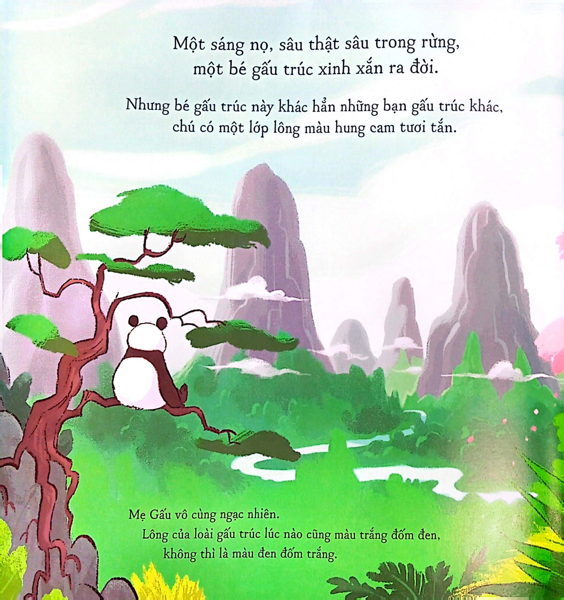 gấu trúc mứt cam - Ảnh 3