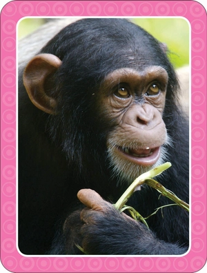 get set go: flashcards - animals - Ảnh 7