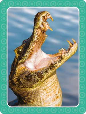 get set go: flashcards - animals - Ảnh 9