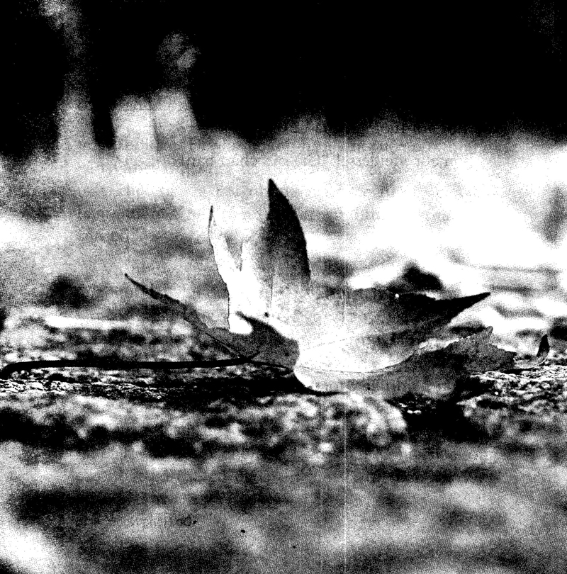 già ơi...chào bạn! - Ảnh 12