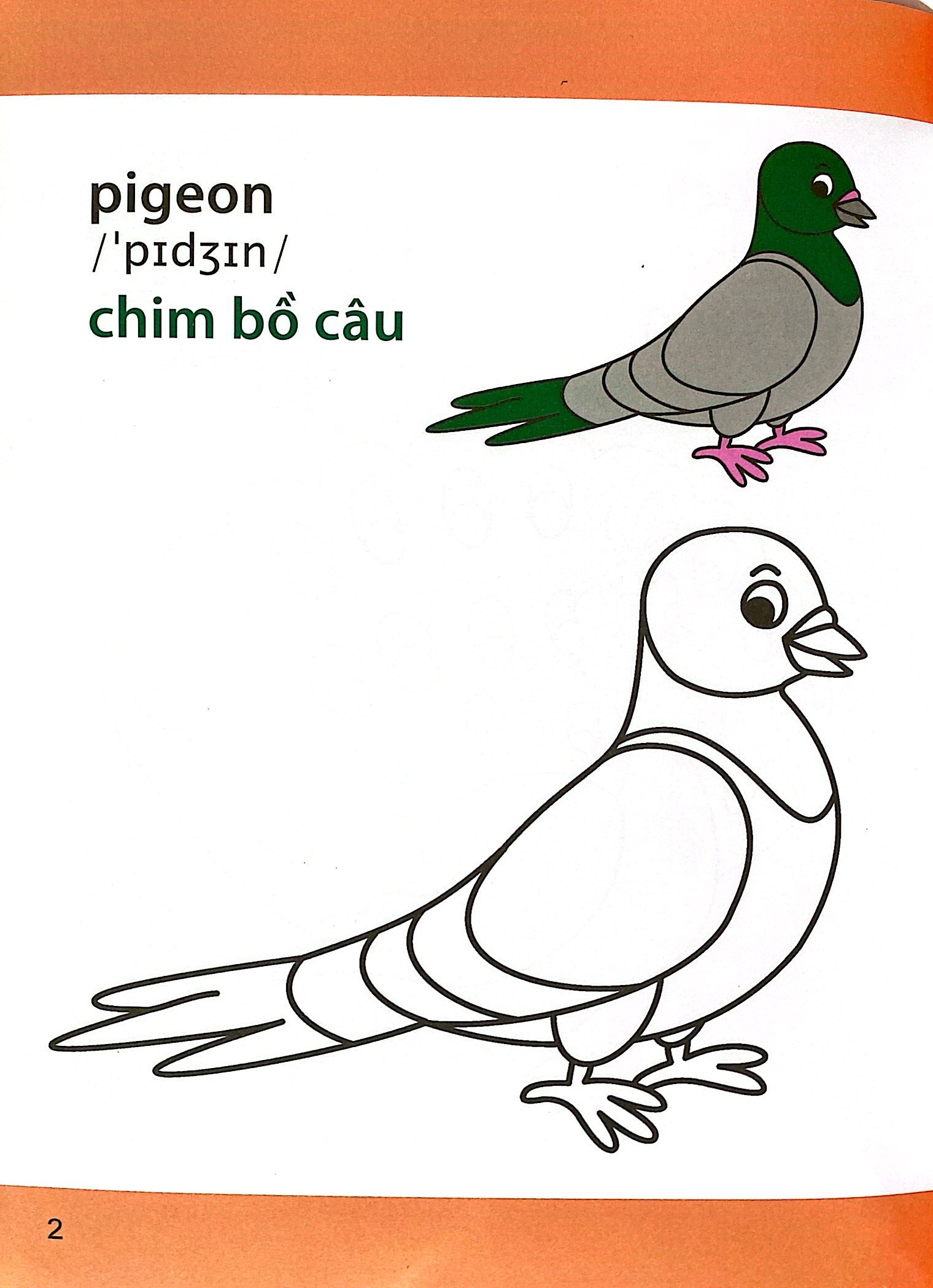 giờ học tô màu của bé - các loài chim (siêu nhân vui nhộn - siêu bổ ích) - Ảnh 4