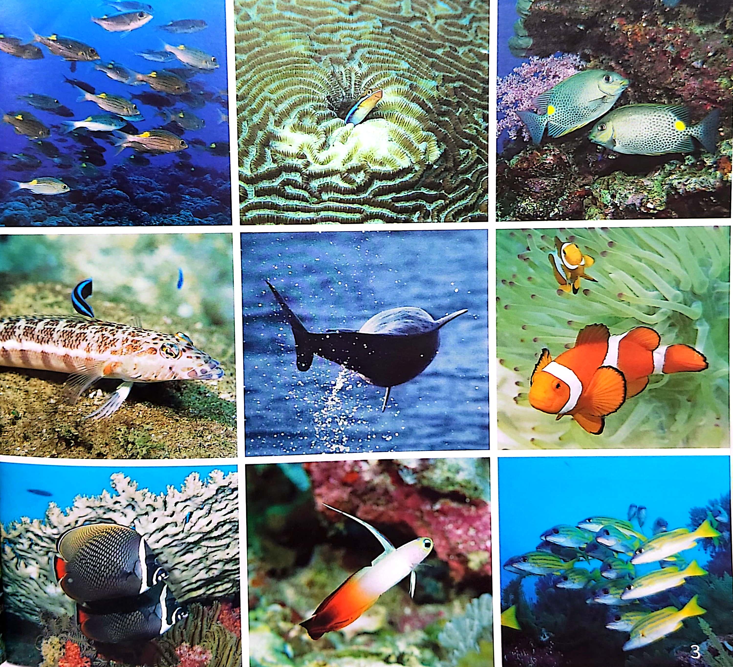 gõ cửa thiên nhiên - bài ca biển cả - học đếm - the song from the sea - Ảnh 4