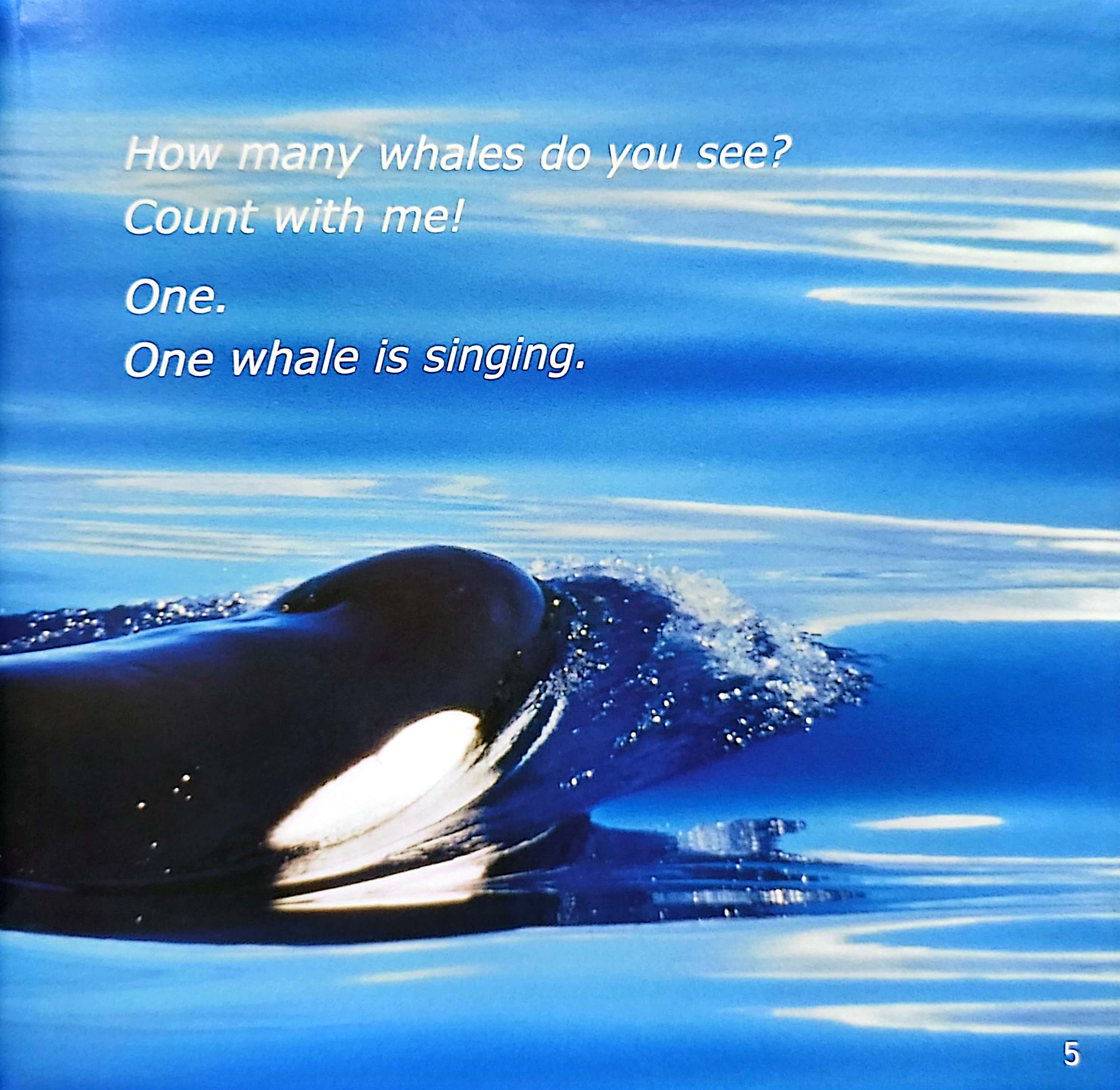 gõ cửa thiên nhiên - bài ca biển cả - học đếm - the song from the sea - Ảnh 6