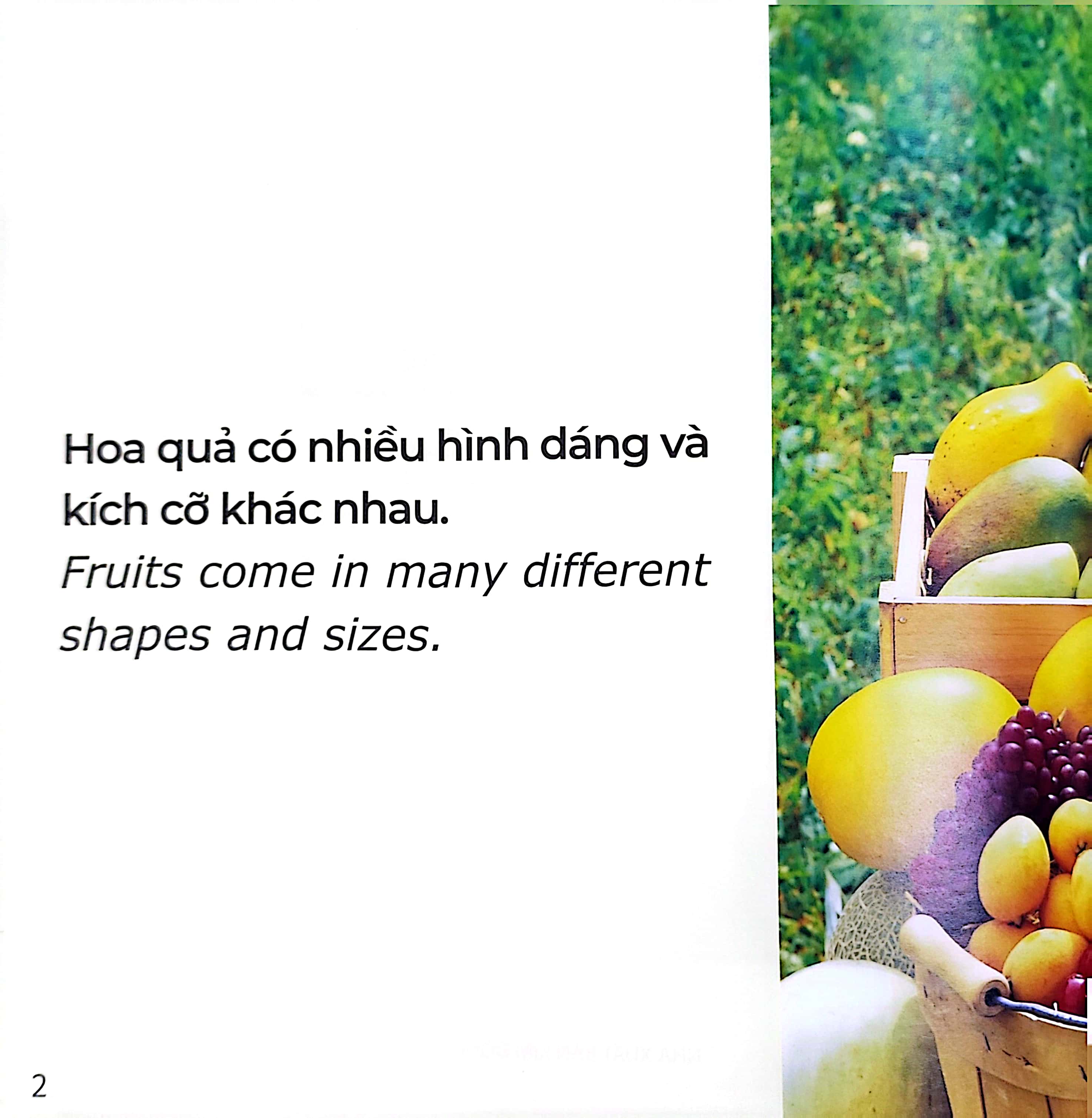 gõ cửa thiên nhiên - hoa quả thật thú vị - rèn trí tưởng tượng - fruits are interesting - Ảnh 3
