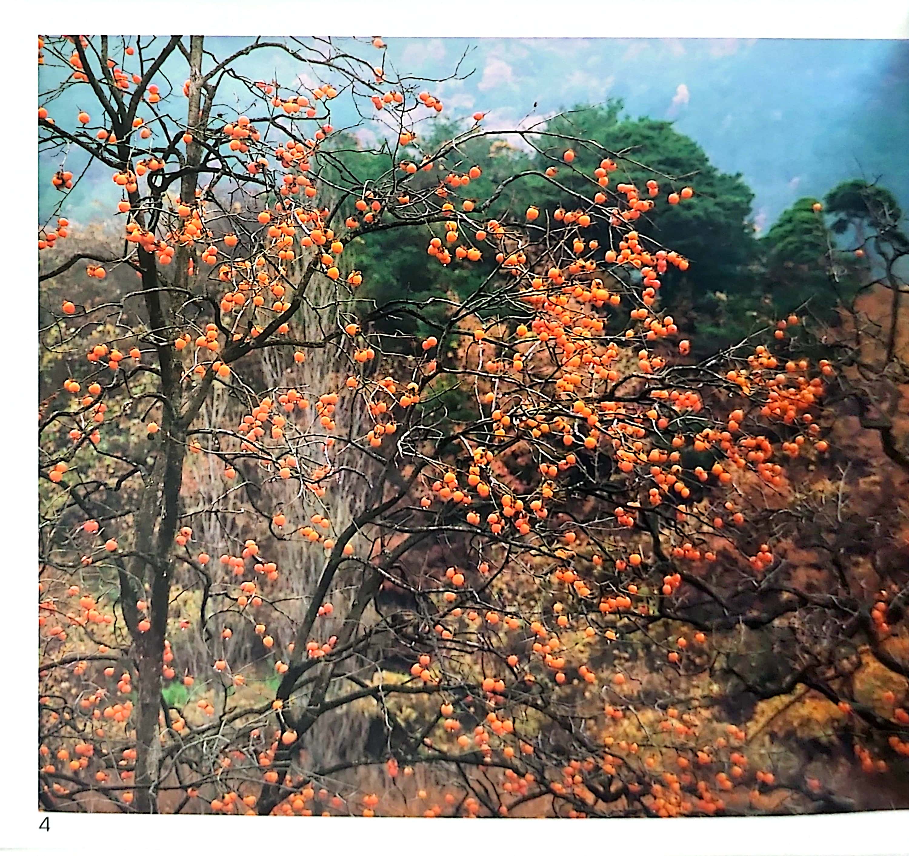 gõ cửa thiên nhiên - hoa quả thật thú vị - rèn trí tưởng tượng - fruits are interesting - Ảnh 5