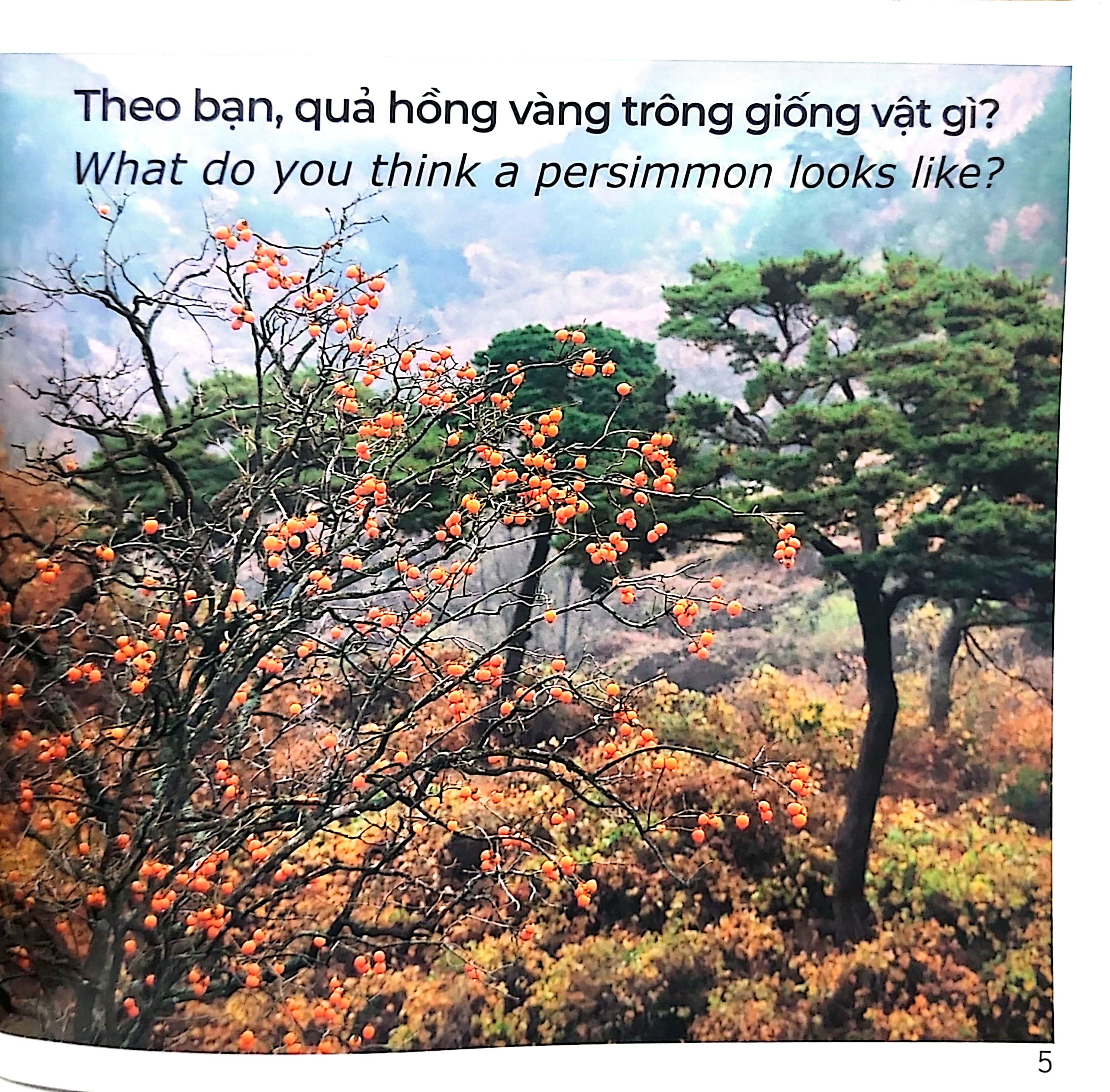 gõ cửa thiên nhiên - hoa quả thật thú vị - rèn trí tưởng tượng - fruits are interesting - Ảnh 6