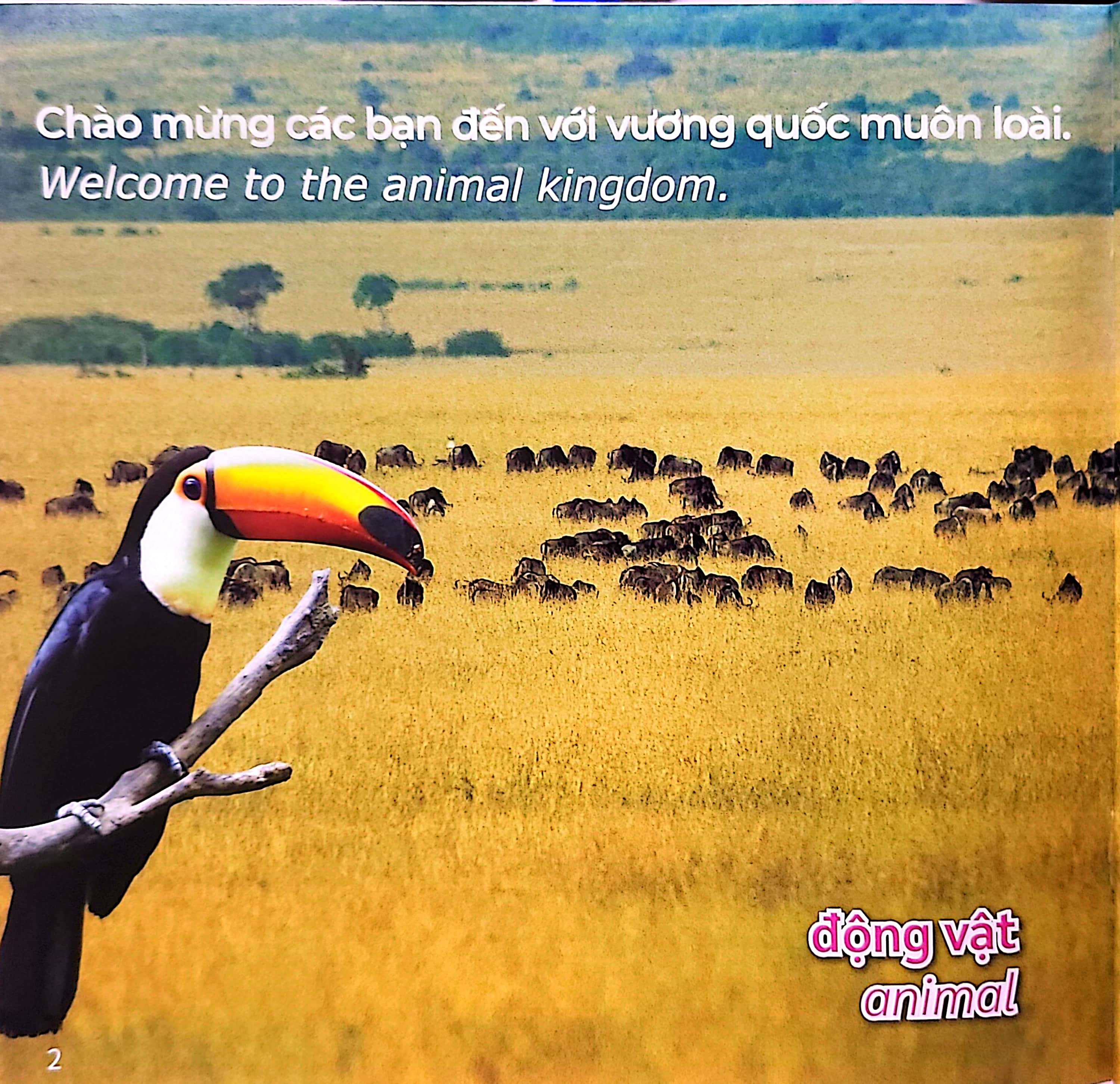 gõ cửa thiên nhiên - loài nào cũng có cái nhất - đặc điểm - animal champions - Ảnh 3