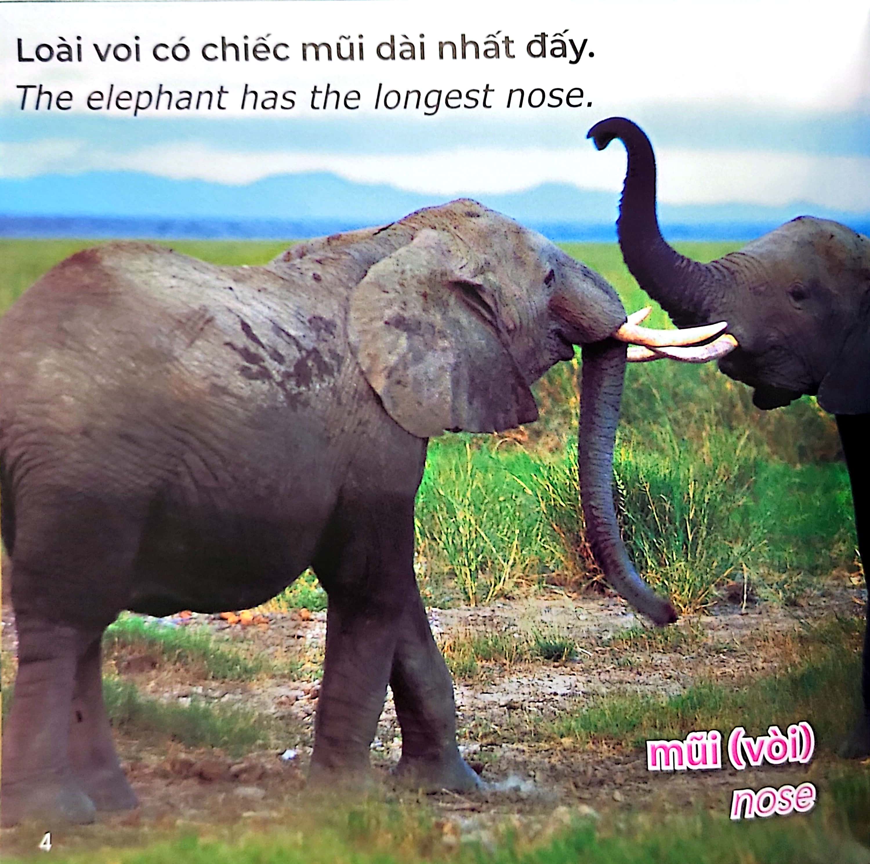 gõ cửa thiên nhiên - loài nào cũng có cái nhất - đặc điểm - animal champions - Ảnh 5