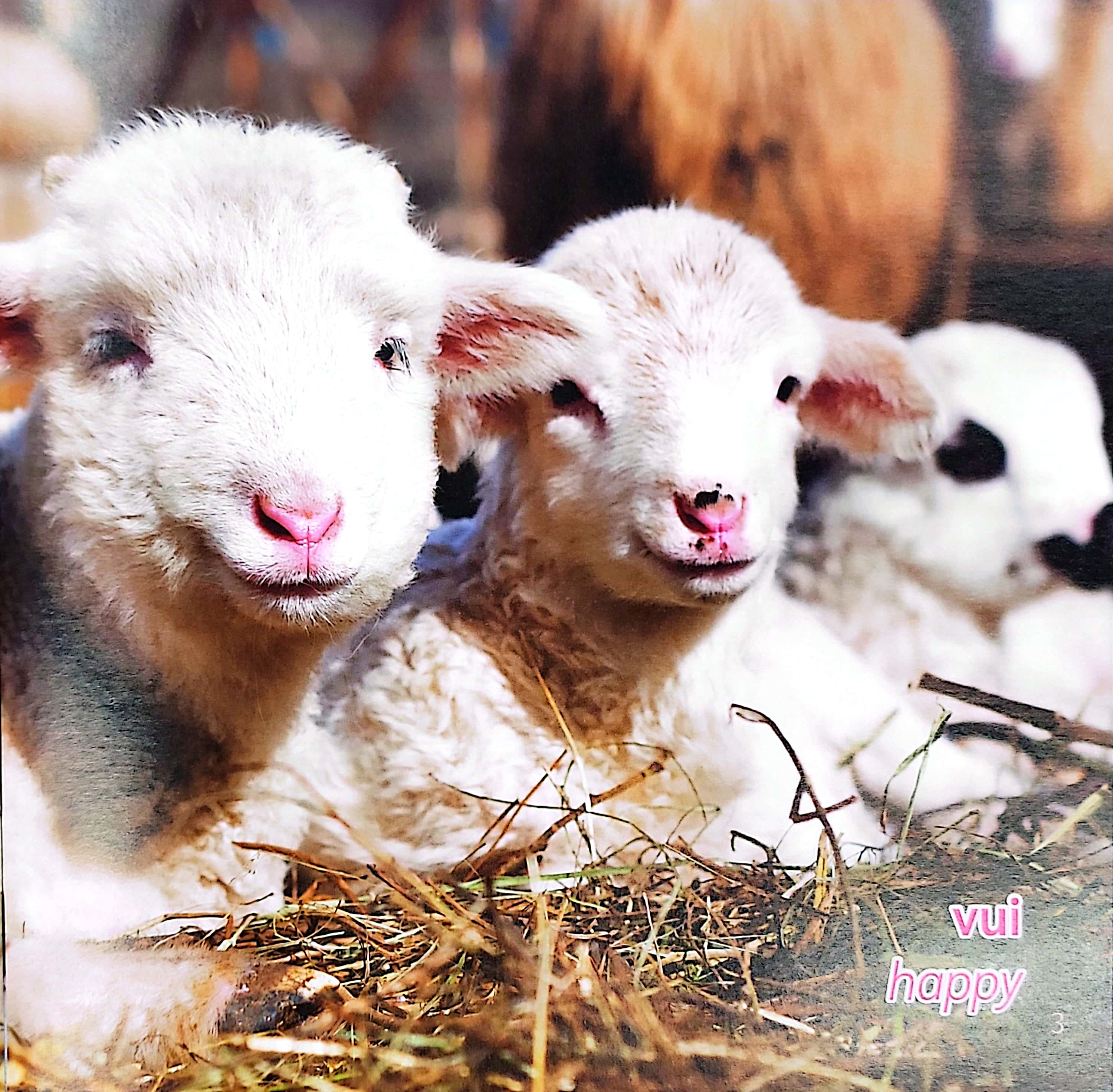 gõ cửa thiên nhiên - những gương mặt xinh - cảm xúc - faces - Ảnh 4