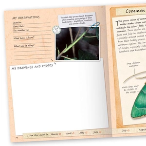 handbook - butterflies & moths - Ảnh 4