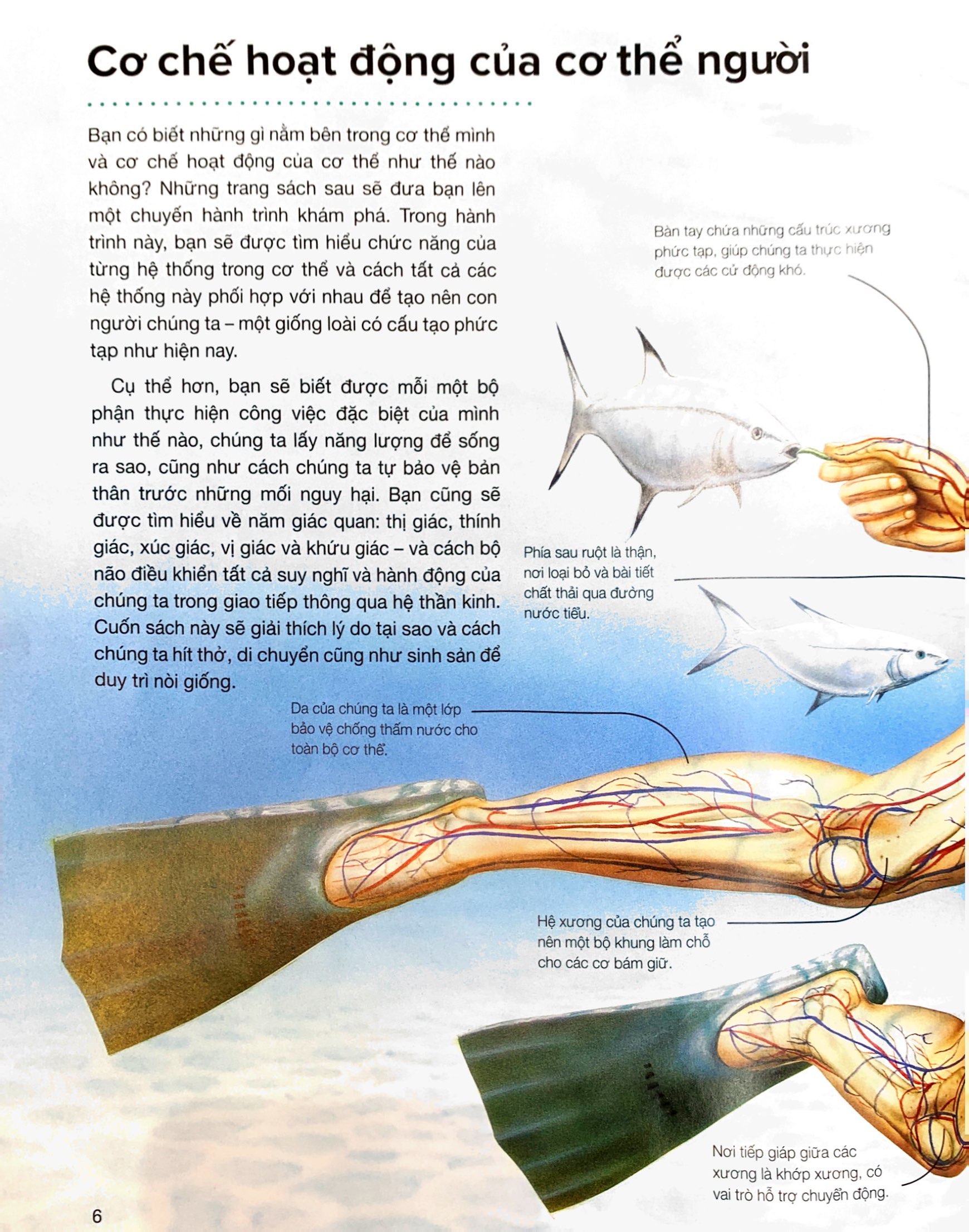 hành trình khám phá - cơ thể người - bìa cứng - Ảnh 4