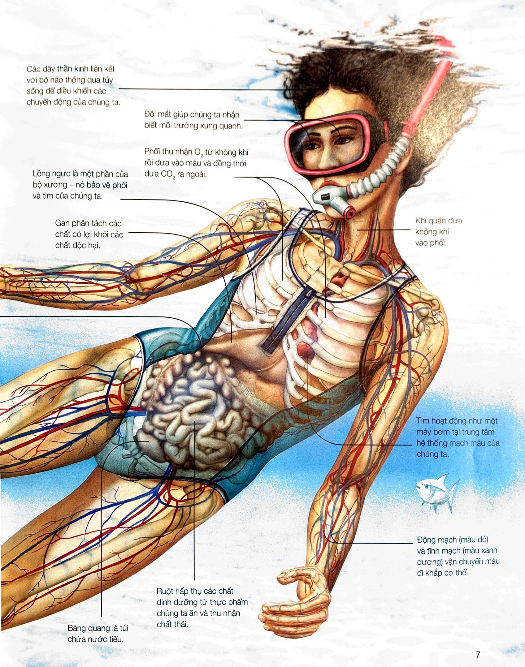 hành trình khám phá - cơ thể người - bìa cứng - Ảnh 5