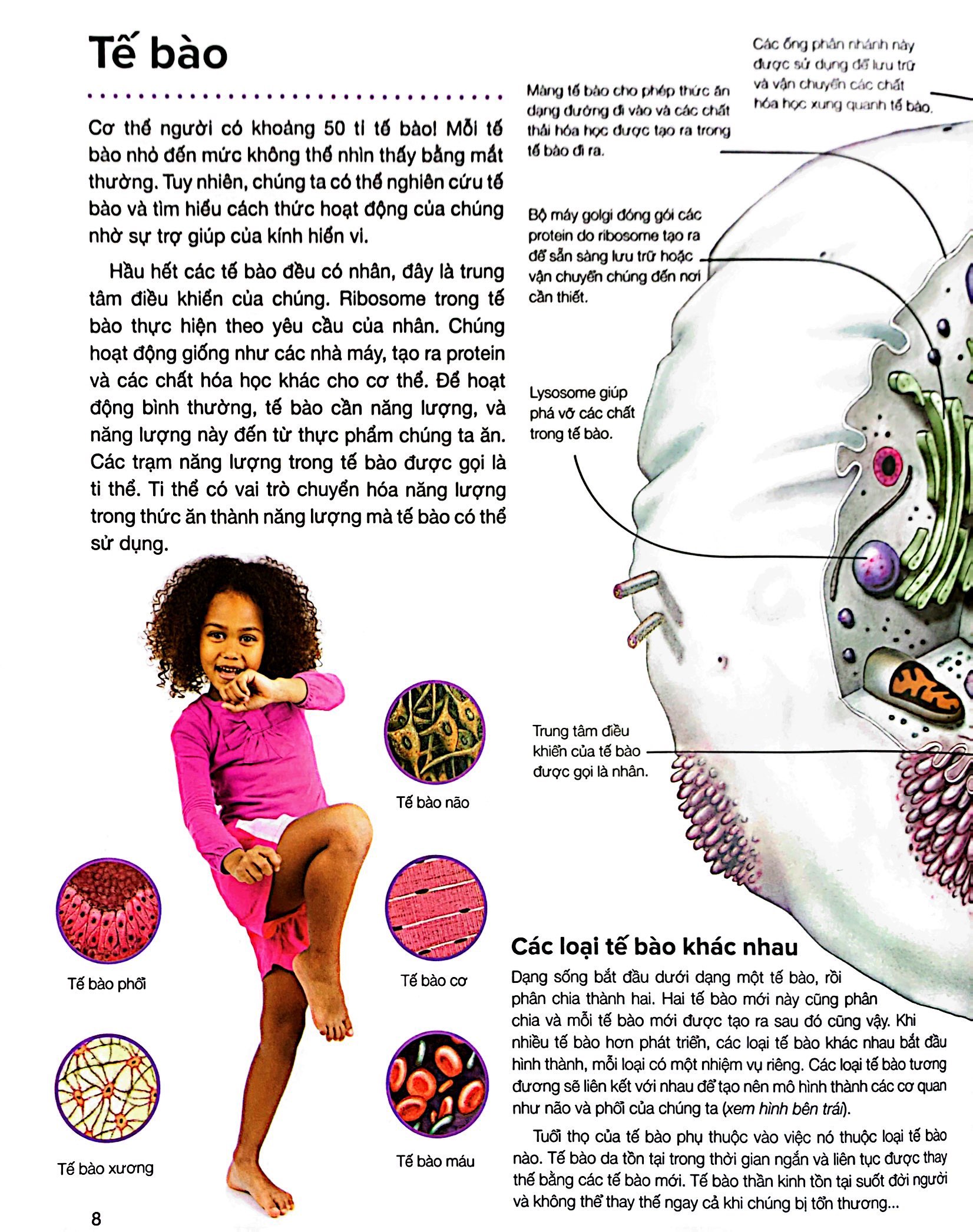 hành trình khám phá - cơ thể người - bìa cứng - Ảnh 6