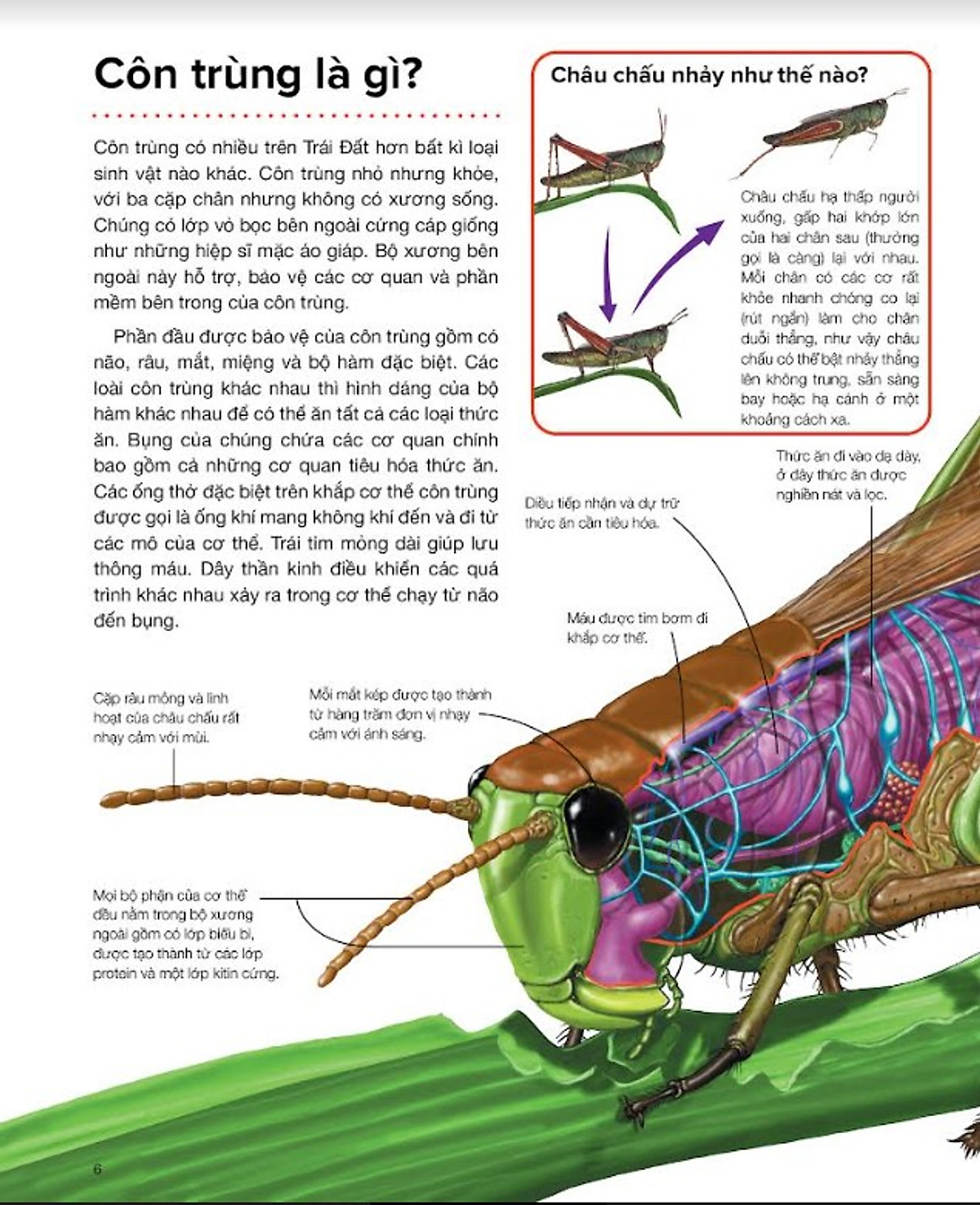 hành trình khám phá - côn trùng - bìa cứng - Ảnh 3