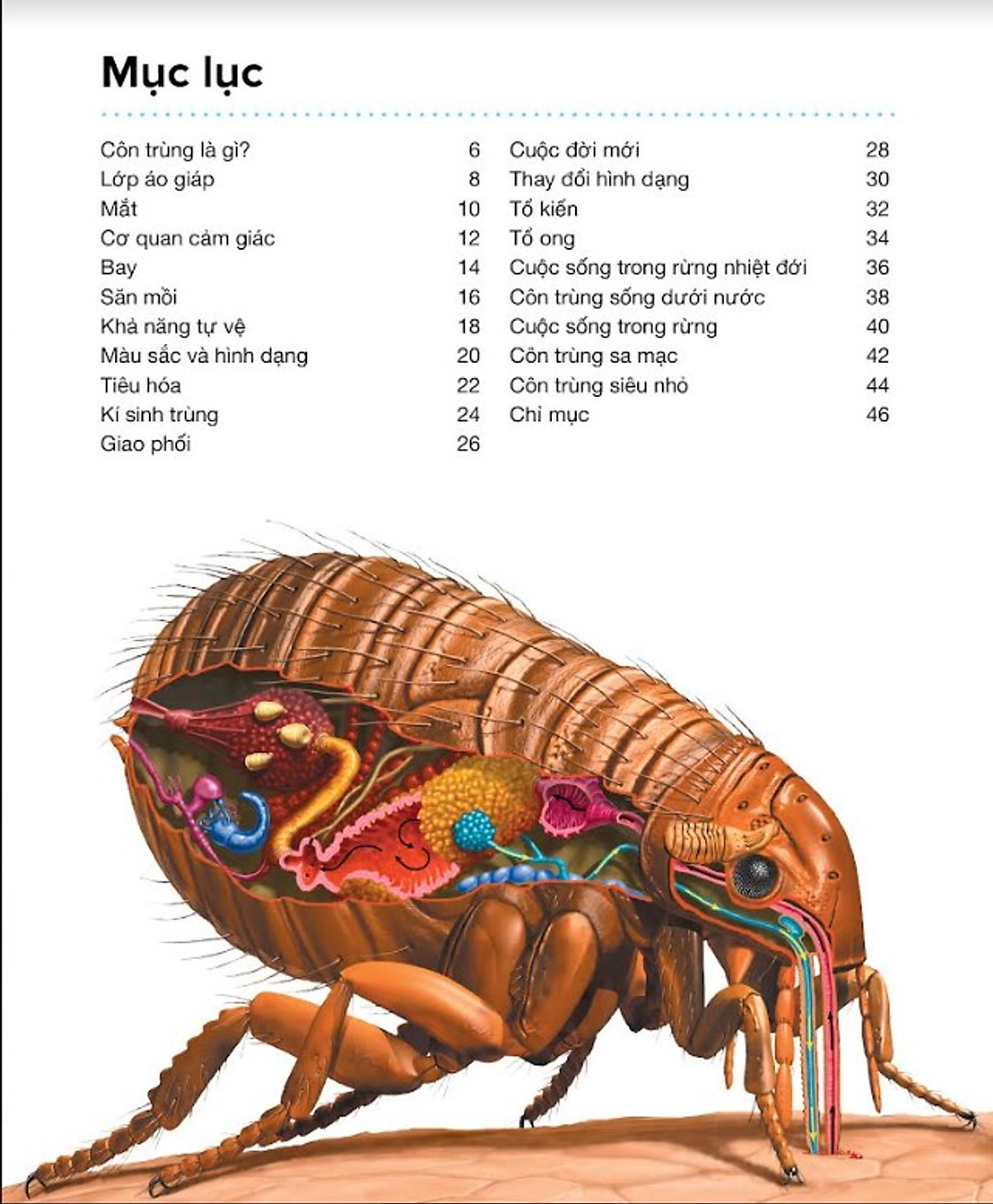 hành trình khám phá - côn trùng - bìa cứng - Ảnh 4