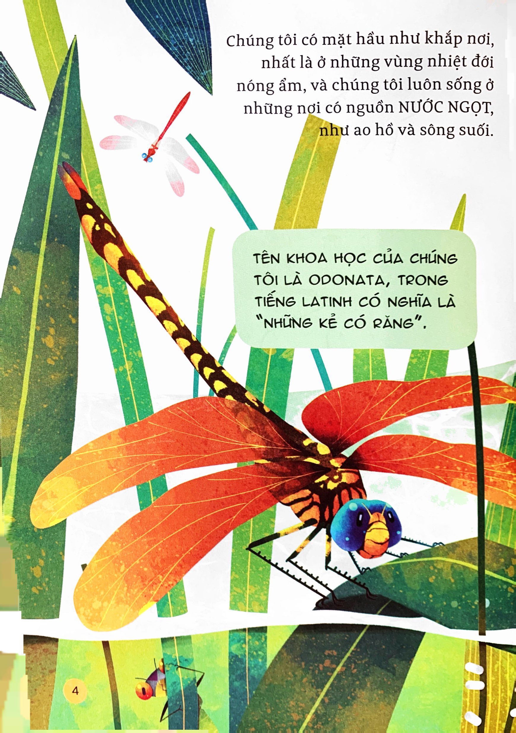 hành trình khám phá - đôi cánh chuồn chuồn - Ảnh 6