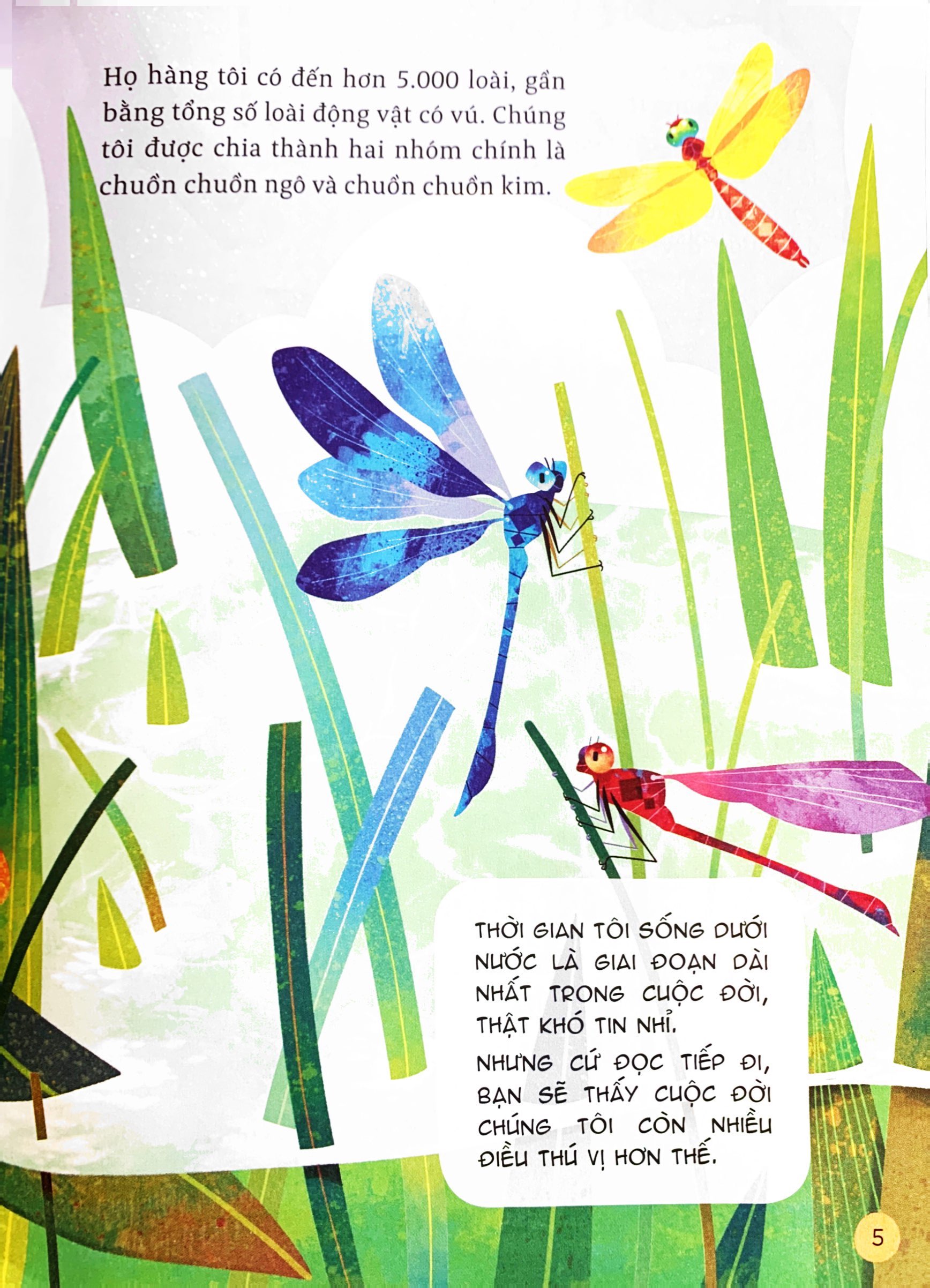 hành trình khám phá - đôi cánh chuồn chuồn - Ảnh 7