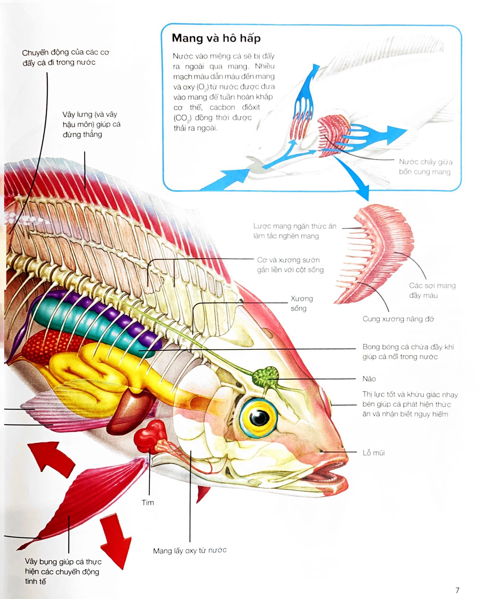 hành trình khám phá - động vật - bìa cứng - Ảnh 5
