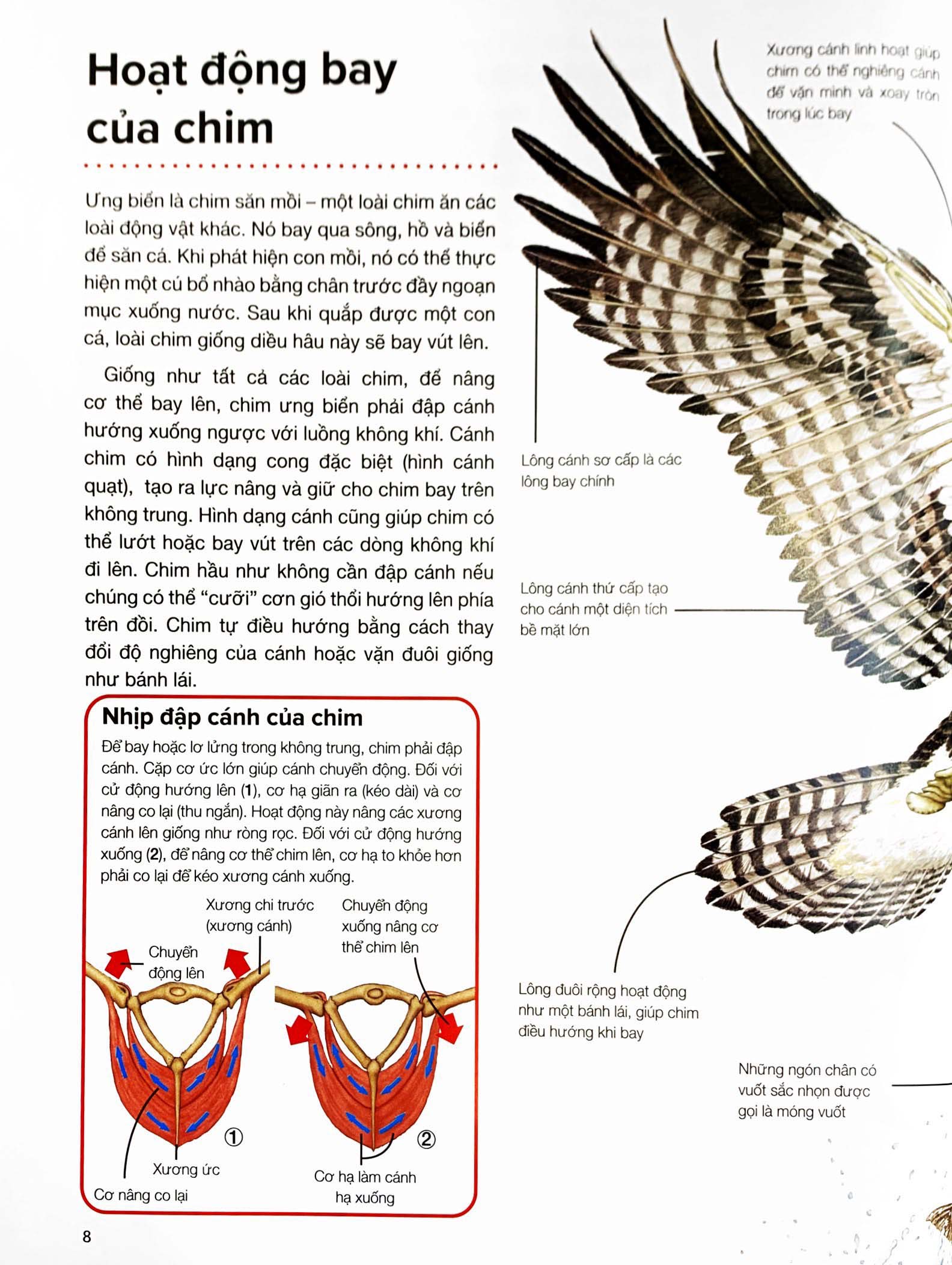 hành trình khám phá - động vật - bìa cứng - Ảnh 6