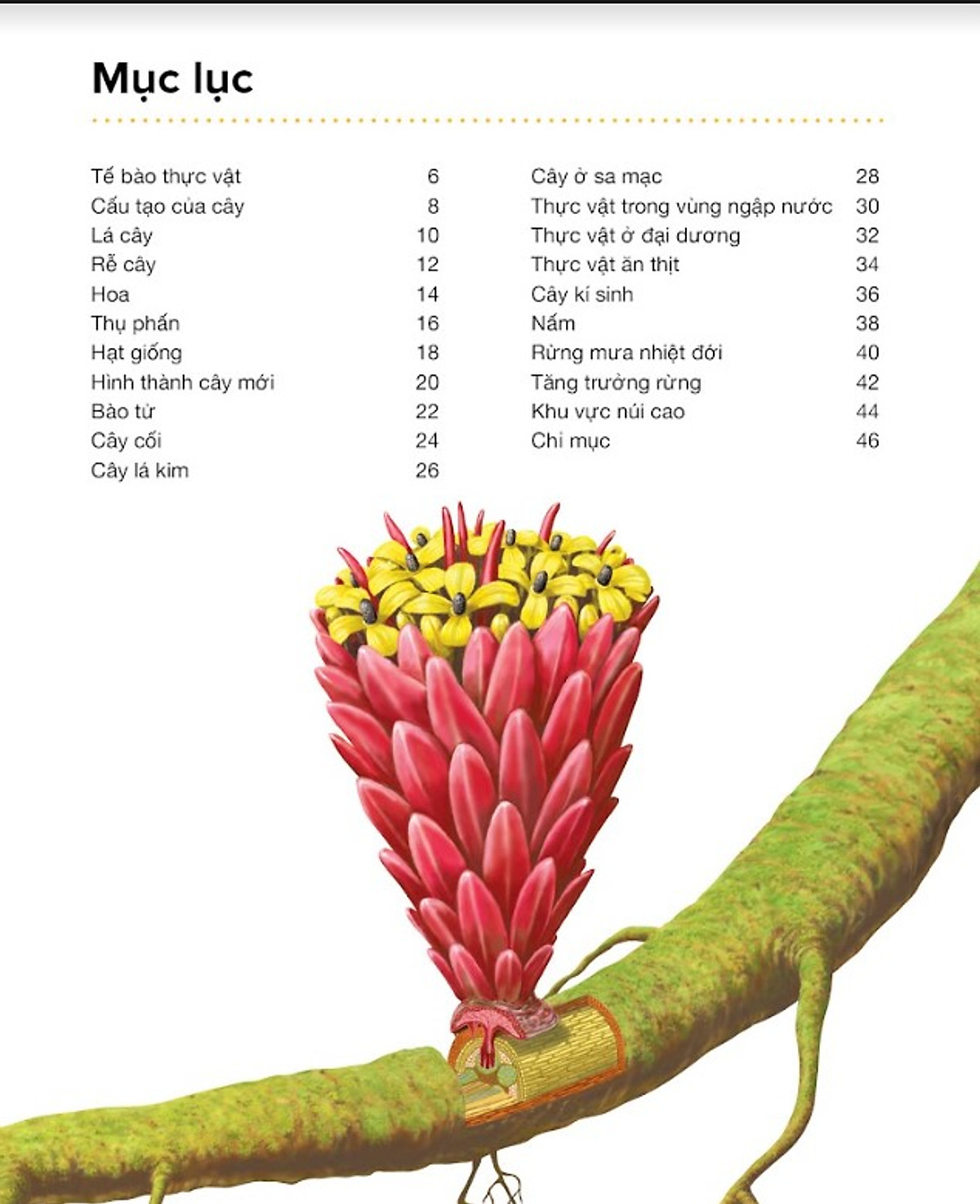 hành trình khám phá - thực vật - bìa cứng - Ảnh 3