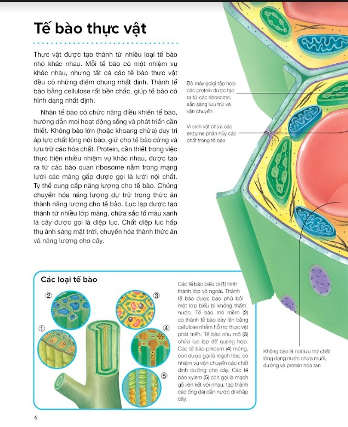 hành trình khám phá - thực vật - bìa cứng - Ảnh 4