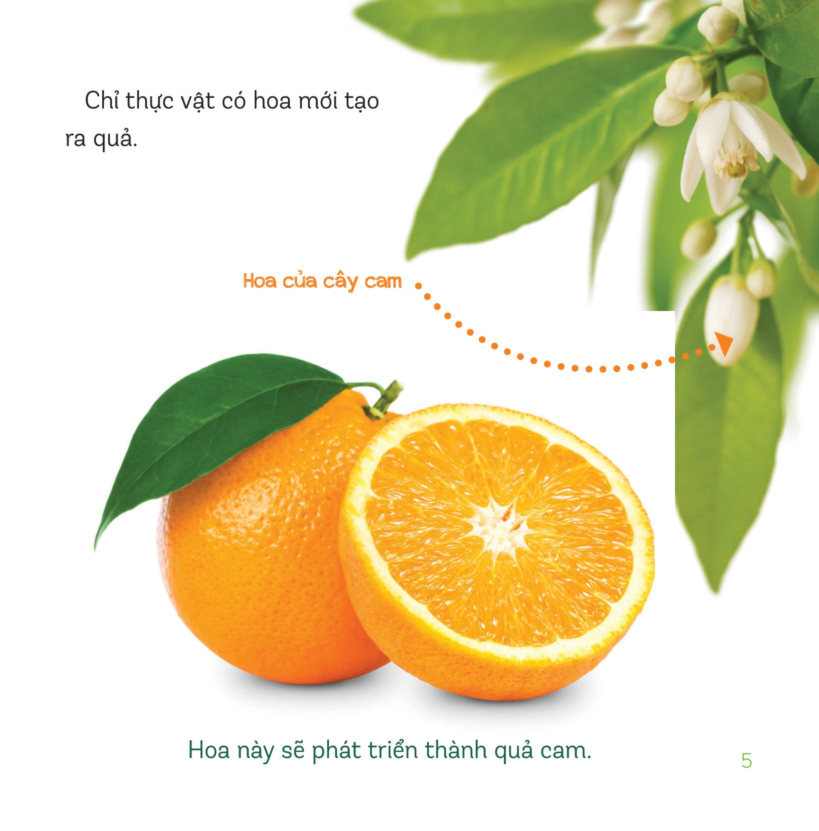 healthy eating - ăn uống lành mạnh - hoa quả - Ảnh 3