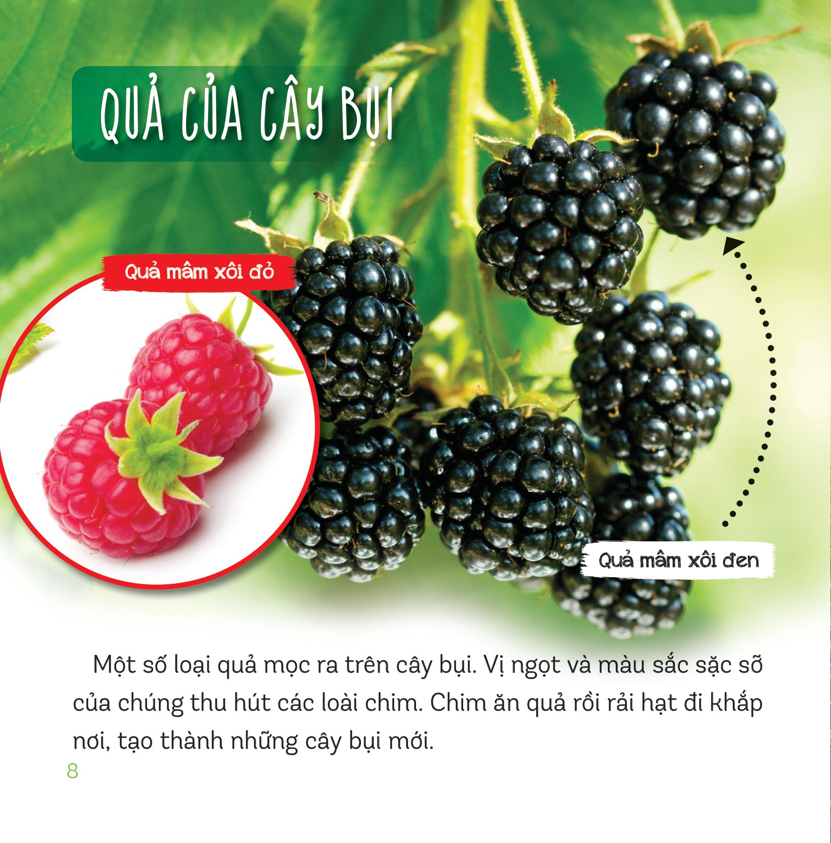 healthy eating - ăn uống lành mạnh - hoa quả - Ảnh 6