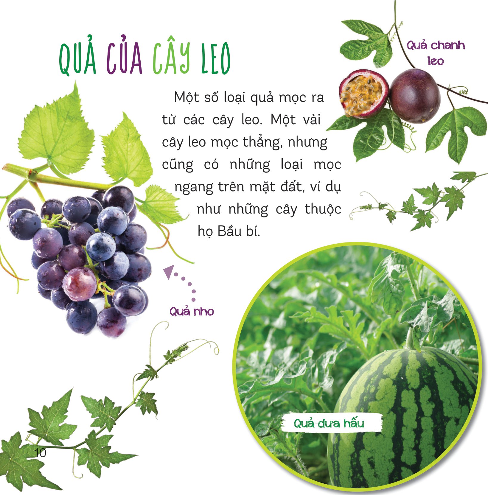 healthy eating - ăn uống lành mạnh - hoa quả - Ảnh 8