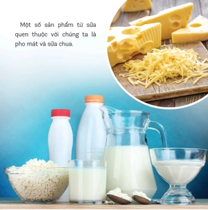 healthy eating - ăn uống lành mạnh - sữa và các sản phẩm từ sữa - Ảnh 3
