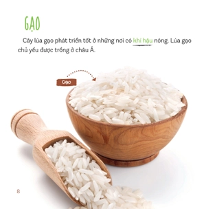 healthy eating - ăn uống lành mạnh - thực phẩm giàu tinh bột - Ảnh 6