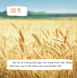 healthy eating - ăn uống lành mạnh - thực phẩm giàu tinh bột - Ảnh 8