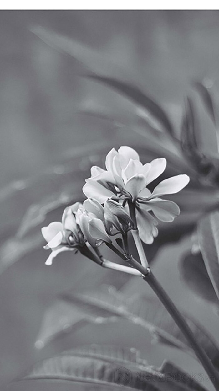 hoℹoponopono - phục hồi tự nhiên, chữa lành cuộc sống, hoàn thiện cuộc đời - Ảnh 6