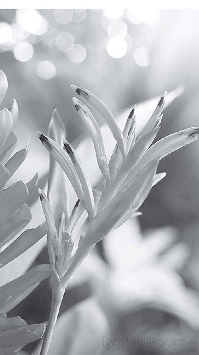 hoℹoponopono - phục hồi tự nhiên, chữa lành cuộc sống, hoàn thiện cuộc đời - Ảnh 8