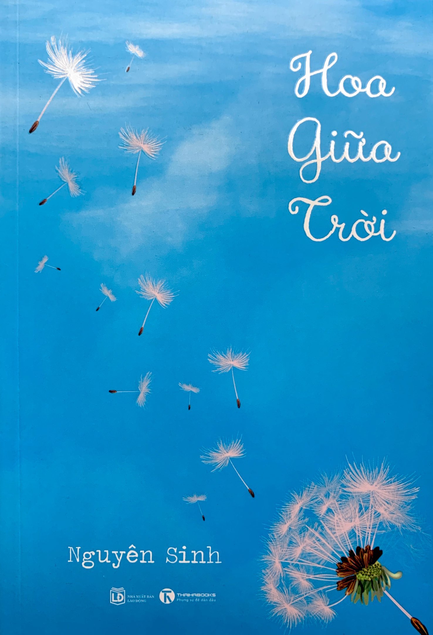 hoa giữa trời - Ảnh 3